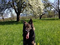 Shani